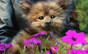 Realistic Baby Animals & Dragons That I Create For People To Adopt
