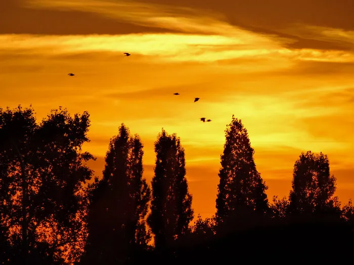 Enchanting Evening