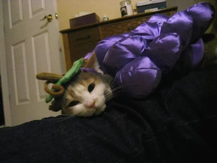 It's Tiring Being Grapes
