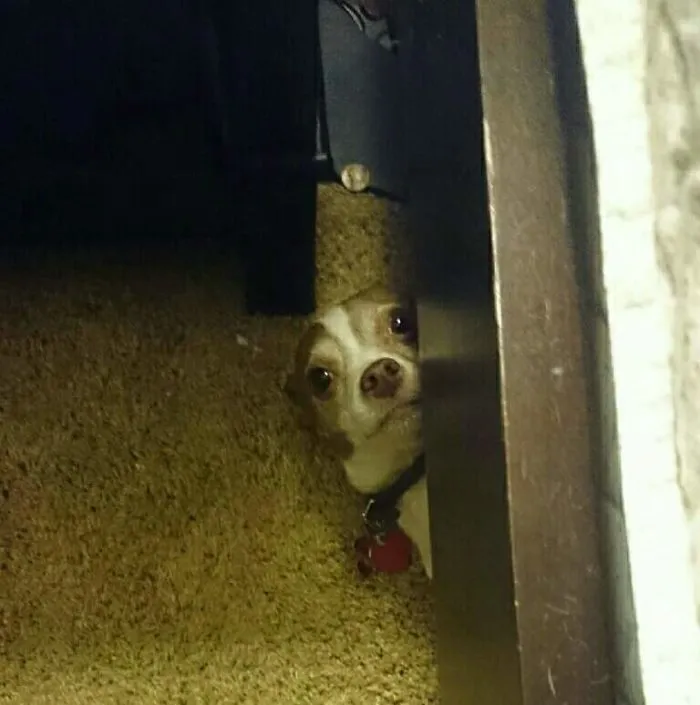 Did You Say Treat?