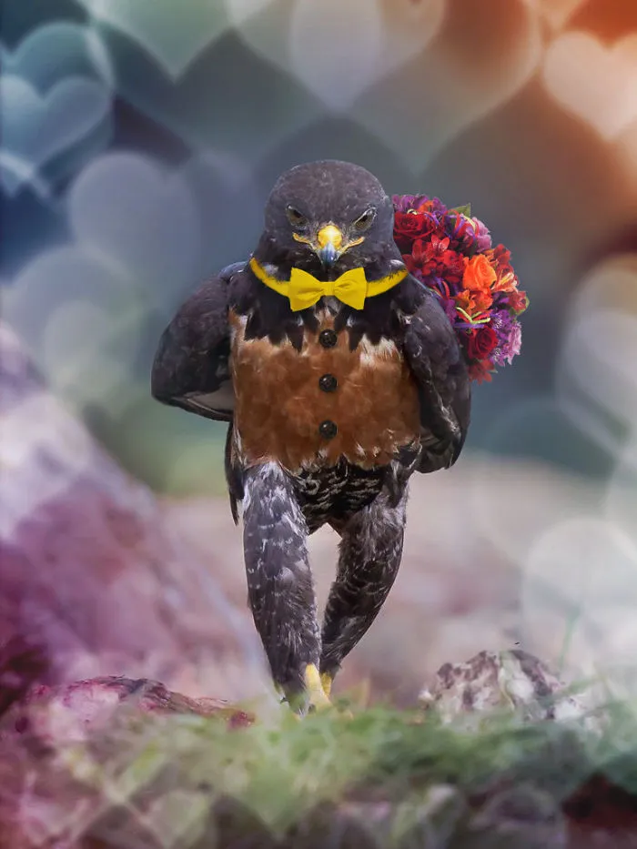 Gentlehawk In Love