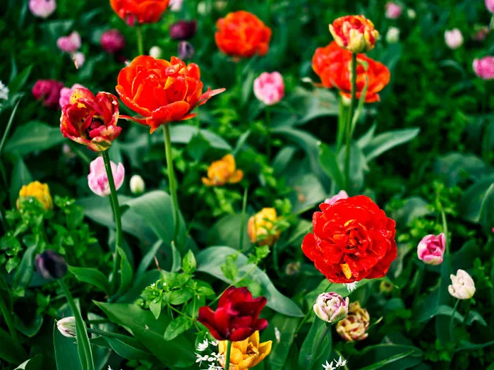 A Whole Day With Flowers