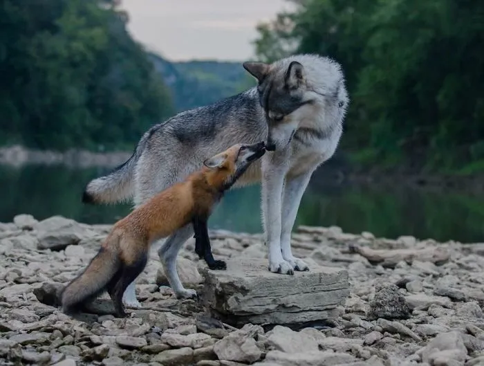 A Fox And The Wolf