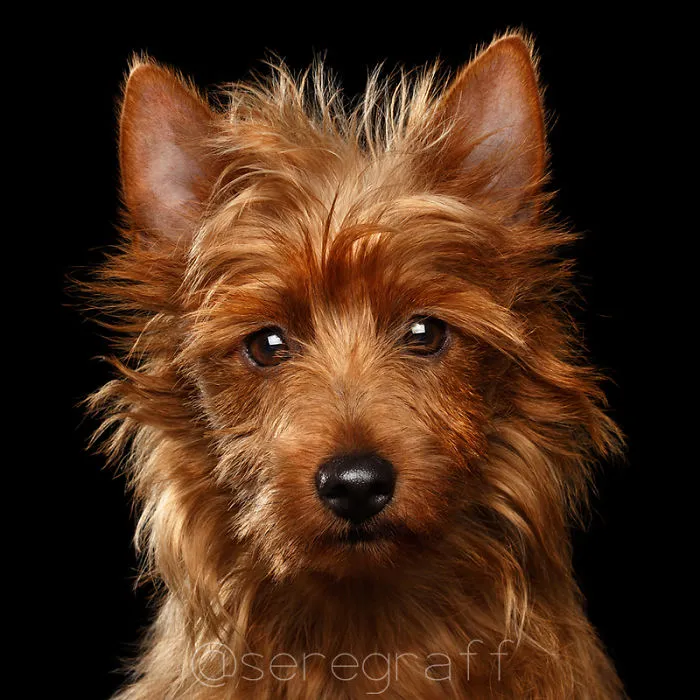 Australian Terrier