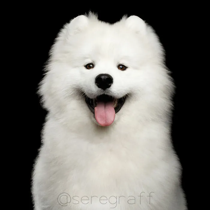 Samoyed