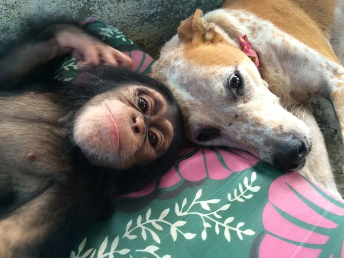 Rescued Dog Helps Baby Chimps Heal After Losing Their Family