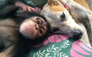 Rescued Dog Helps Baby Chimps Heal After Losing Their Family