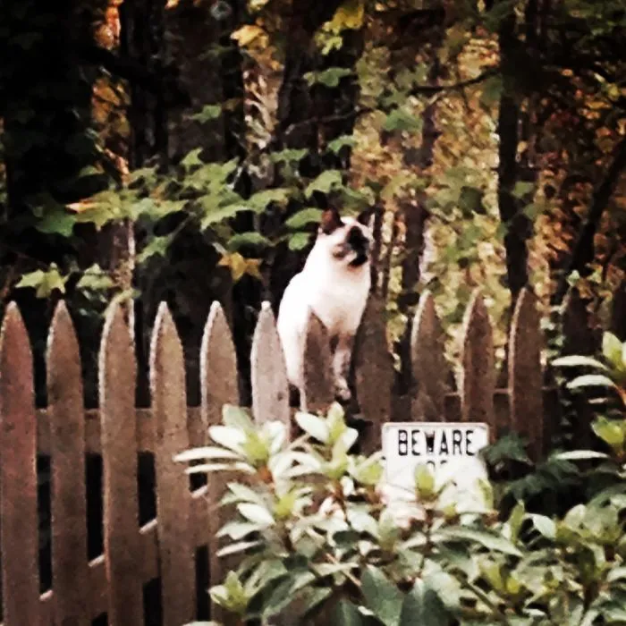 47 Dangerous Dogs Behind Beware Of Dog" Signs"