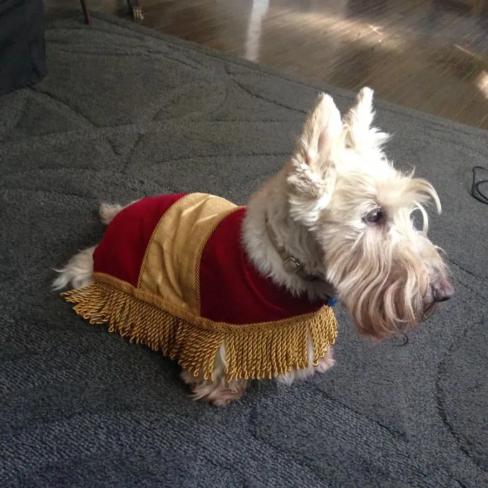Small white dog wearing a red and gold fringe blanket as creative Halloween costume ideas