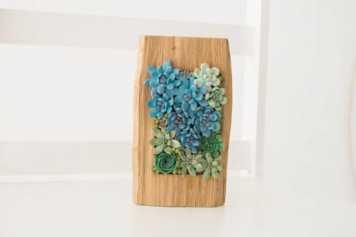 I Create Succulent-Inspired Home Decor Using Snail Shells Which I Found In The Countryside