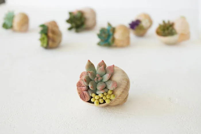 I Create Succulent-Inspired Home Decor Using Snail Shells Which I Found In The Countryside