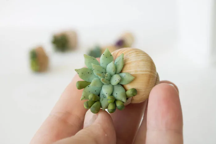 I Create Succulent-Inspired Home Decor Using Snail Shells Which I Found In The Countryside
