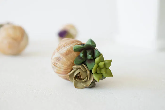 I Create Succulent-Inspired Home Decor Using Snail Shells Which I Found In The Countryside