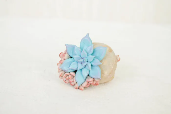 I Create Succulent-Inspired Home Decor Using Snail Shells Which I Found In The Countryside