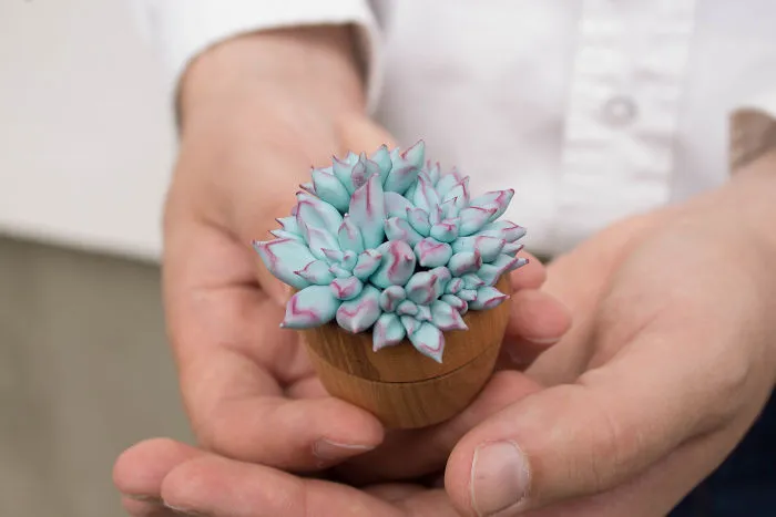 I Create Succulent-Inspired Home Decor Using Snail Shells Which I Found In The Countryside