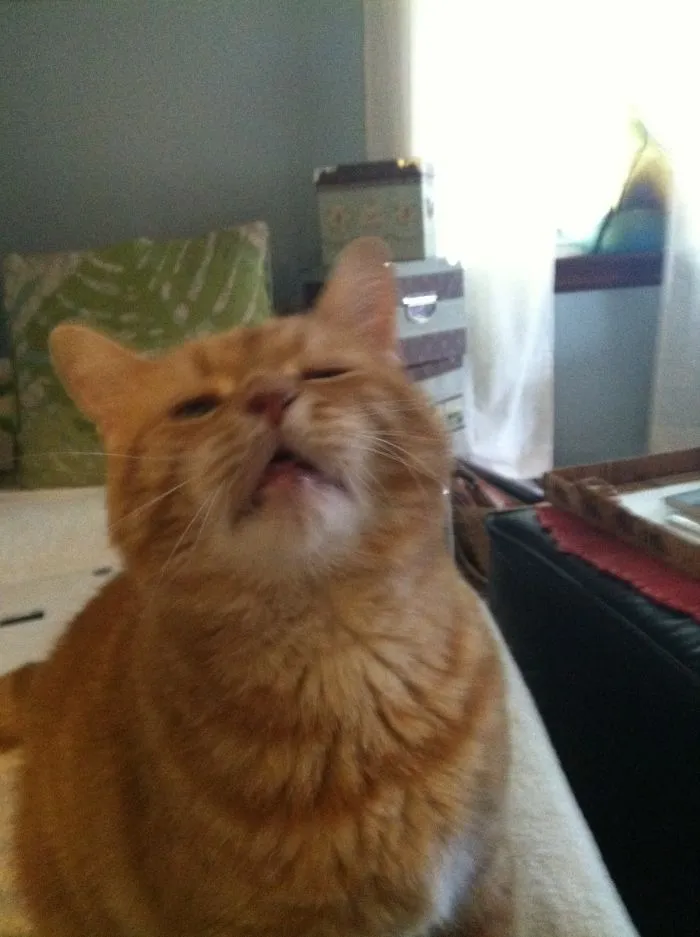 I Tried To Take A Picture Of My Cat.