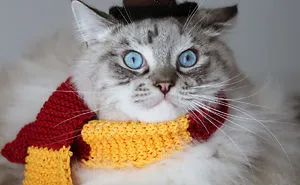 51 Terrifyingly Pawsome Halloween Cat Costumes