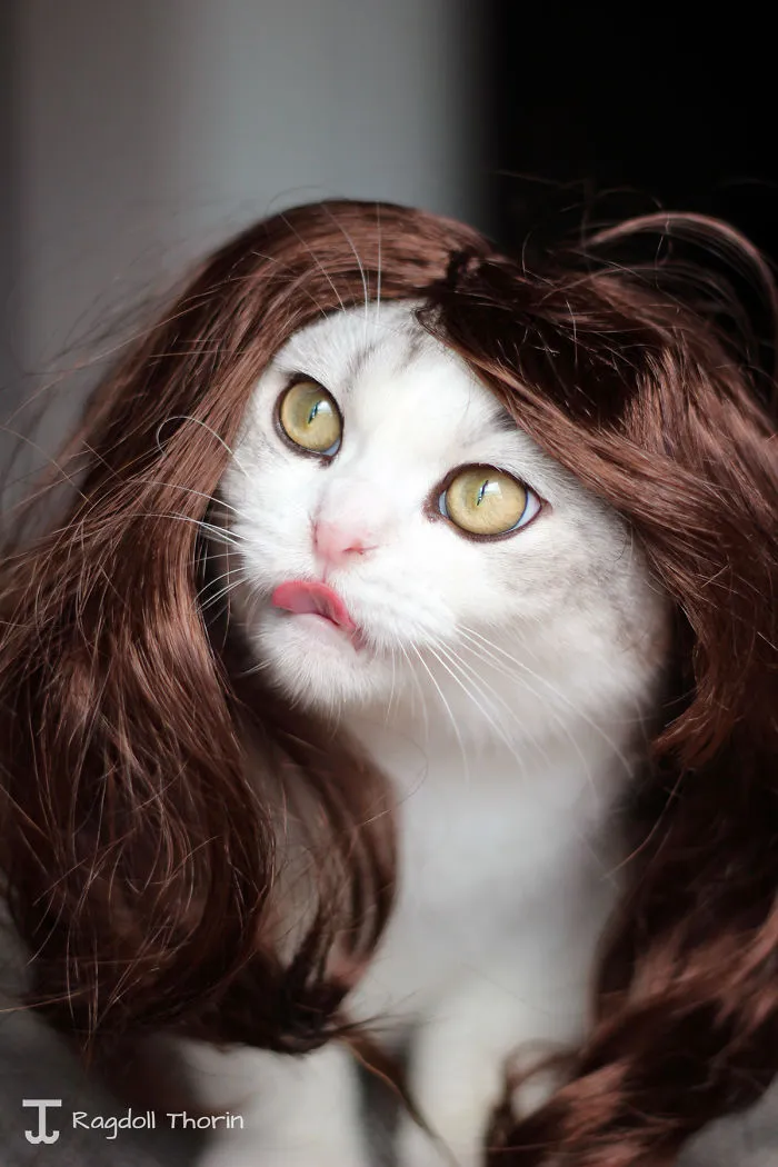 Sexy Cat-women