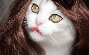 51 Terrifyingly Pawsome Halloween Cat Costumes