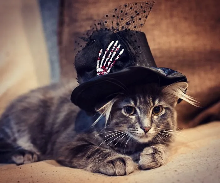 Little Halloween Floof