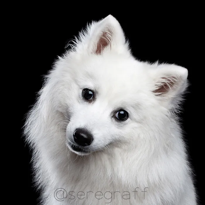 Japan Spitz