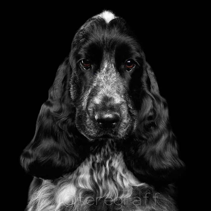 English Cocker Spaniel