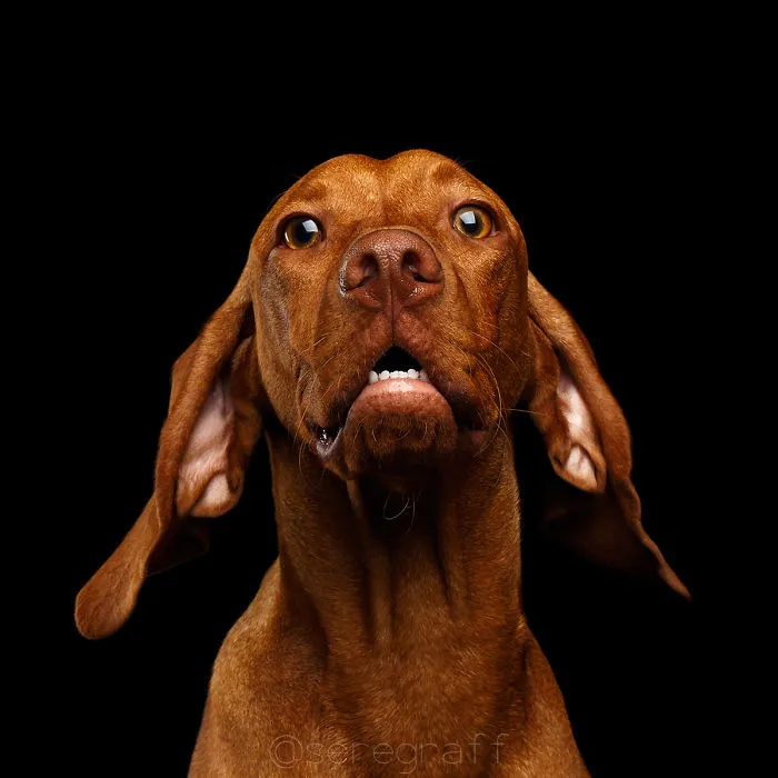 Vizsla