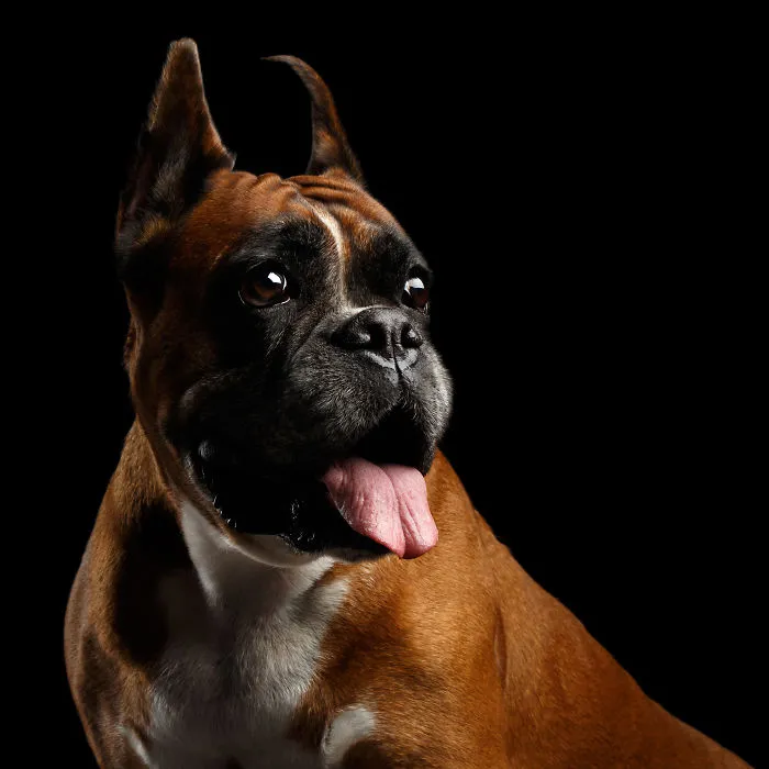 The Boxer