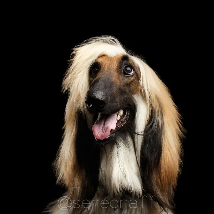 Afghan Hound