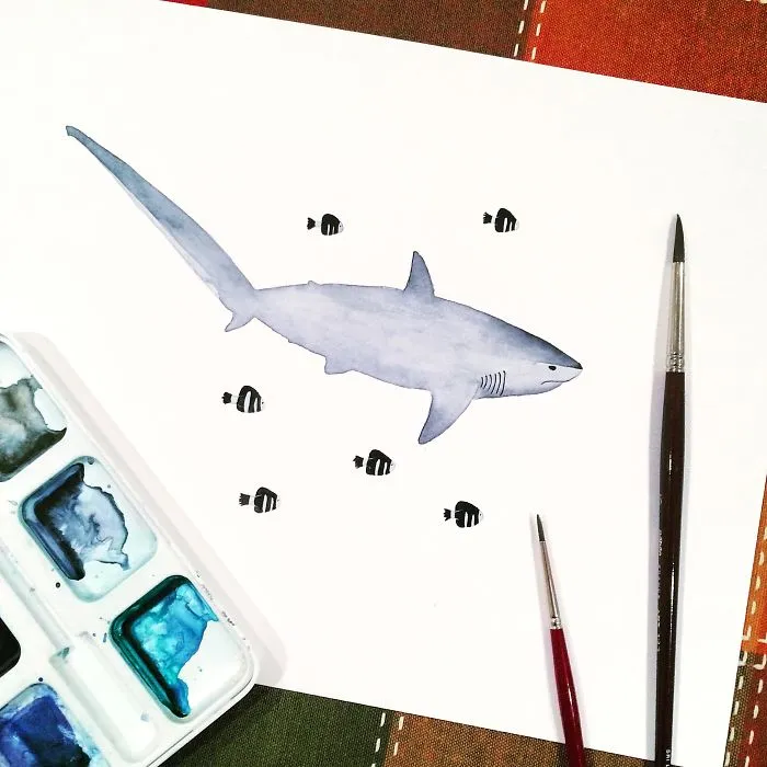 Thresher Shark