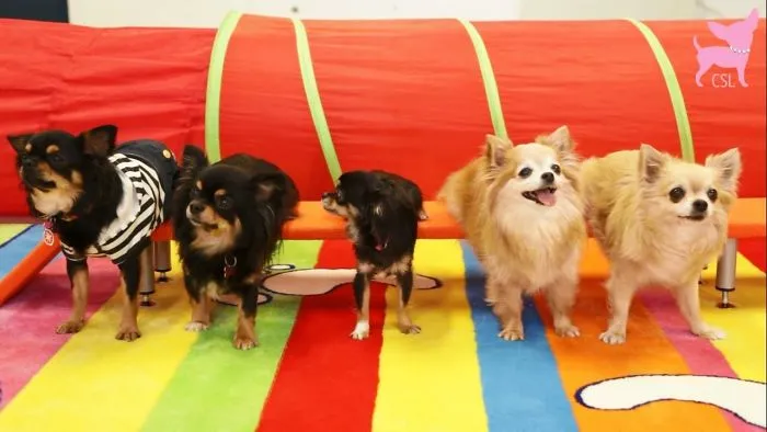 Smart Chihuahuas Show Cute Tricks