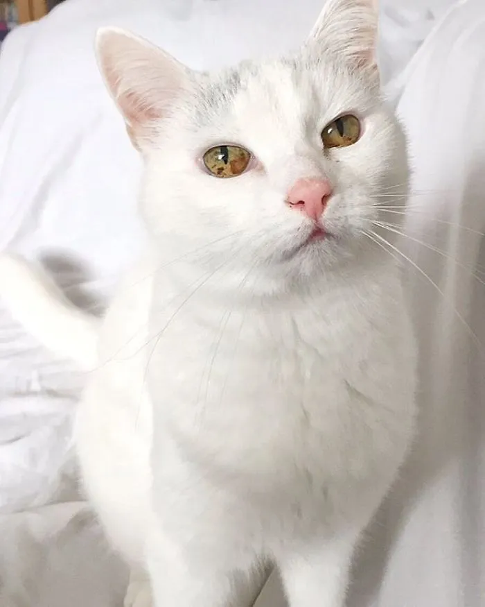 Meet Missan, My Sleeping Buddy Of 17 Years