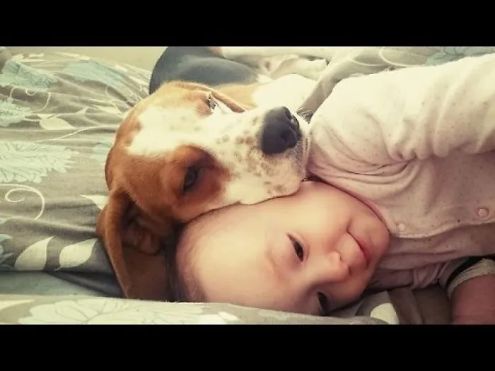 It's Never Too Late To Train Your Beagle To Get Along With Your Baby