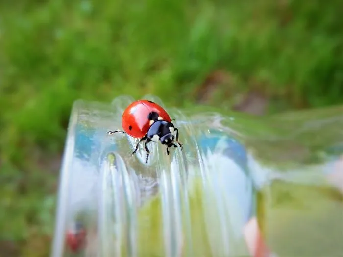 The Heat Of My Palms. Ladybug Or Ladybird?