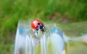 The Heat Of My Palms. Ladybug Or Ladybird?