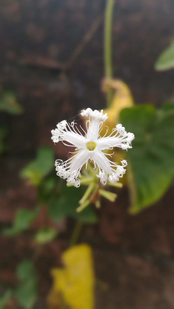 Nature's Beauty