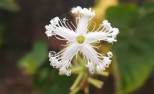 Nature's Beauty