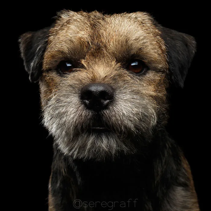 Border Terrier