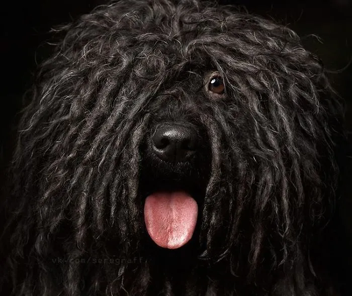 Puli