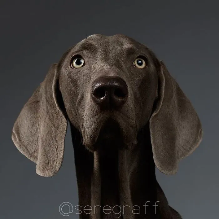 Weimaraner