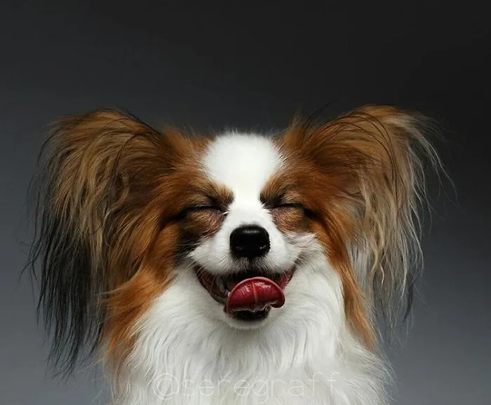 Papillon