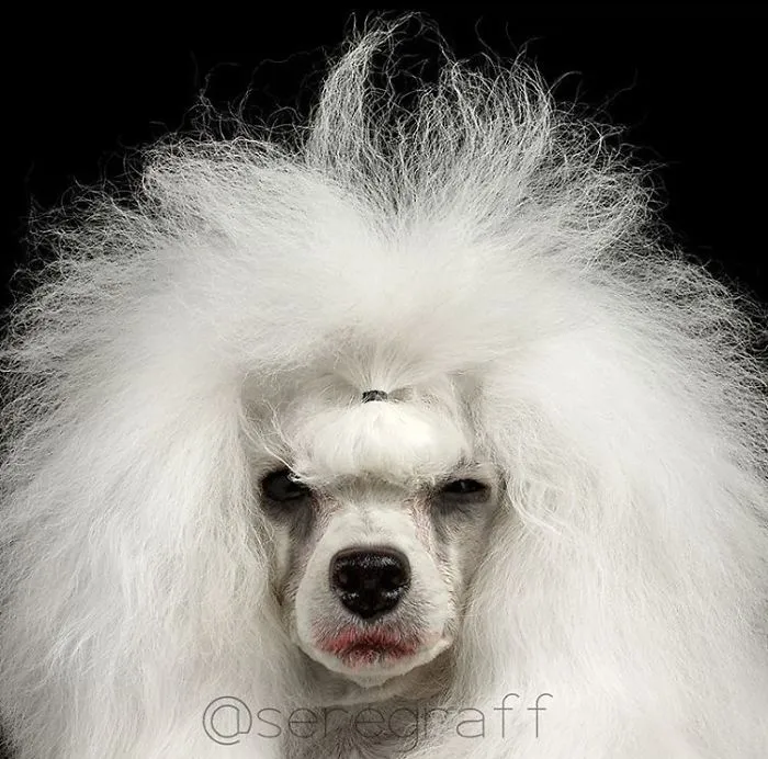 Poodle