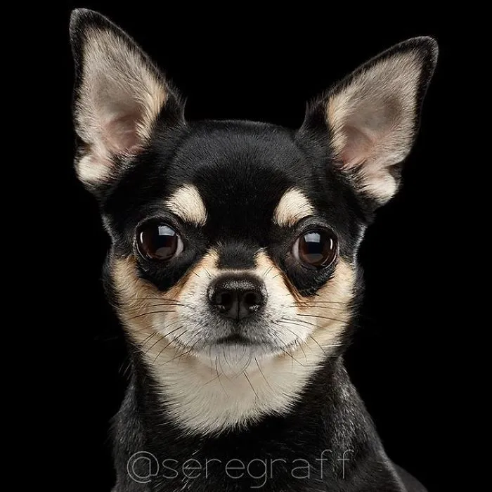 Chihuahua