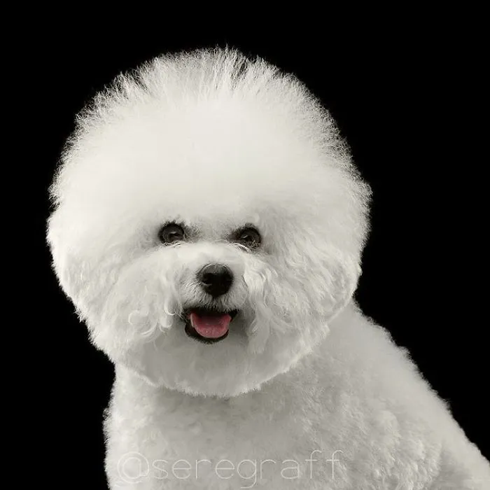 Bichon Frise
