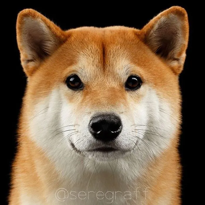 Shiba Inu