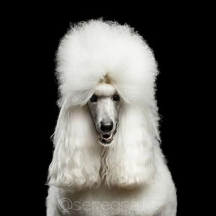 King Poodle