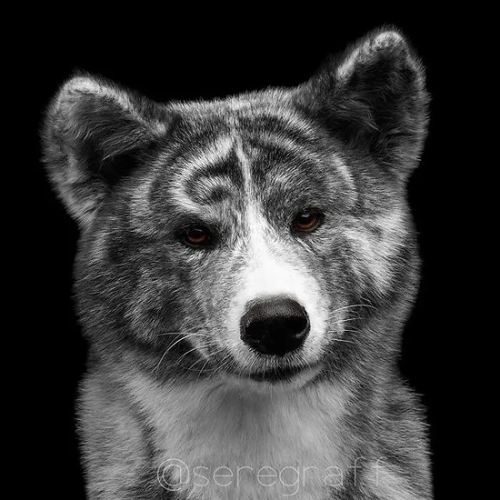 Akita