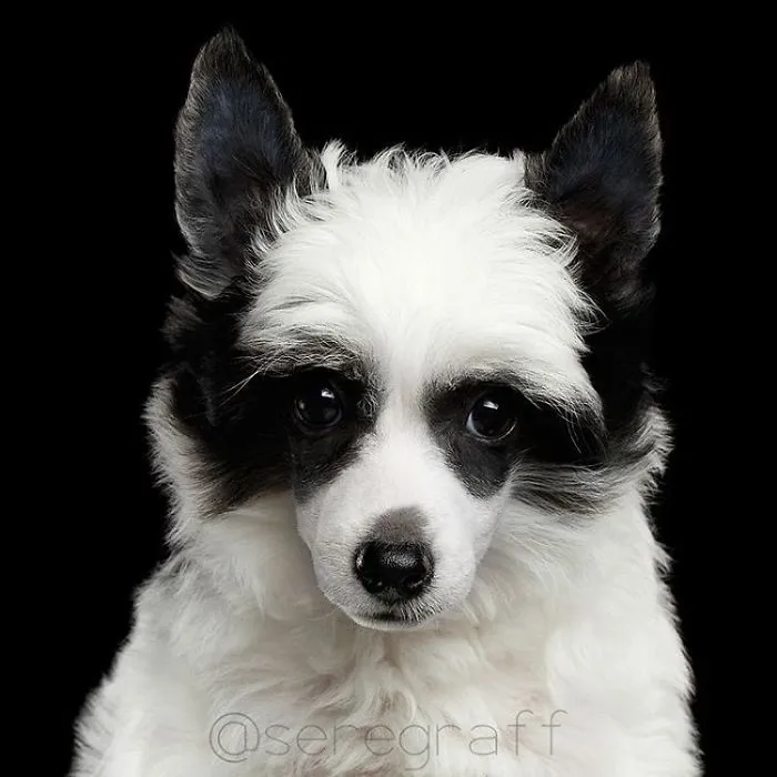Chinese Crested Dog