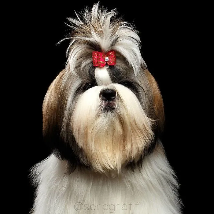 Shih Tzu