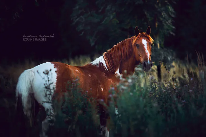 I Photograph Horses To Show Their Unique Characters
